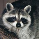 Raccoon