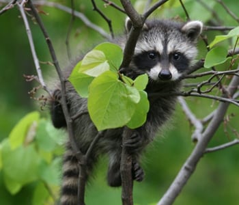 raccoon in a tree