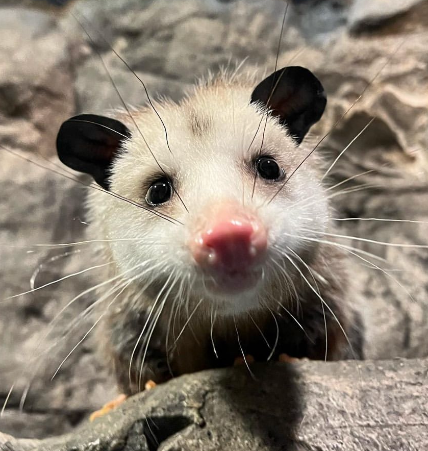 Virginia Opossum