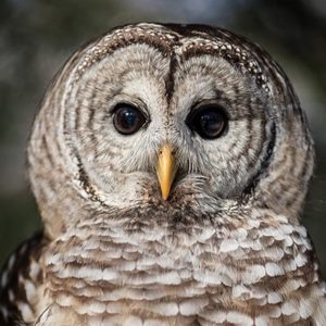 Barred Owl