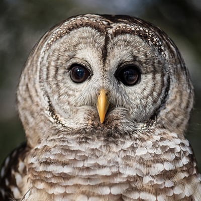 Looking and listening for owls in Northeast Ohio