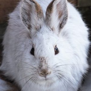 Snowshoe Hare