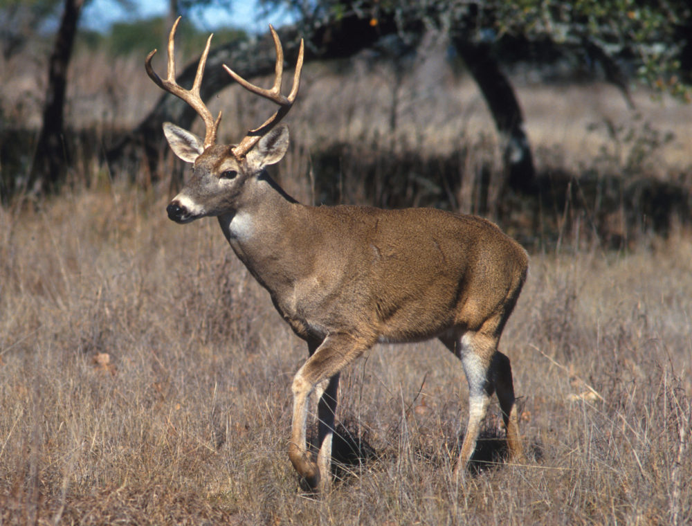 Tips for drivers during deer breeding season