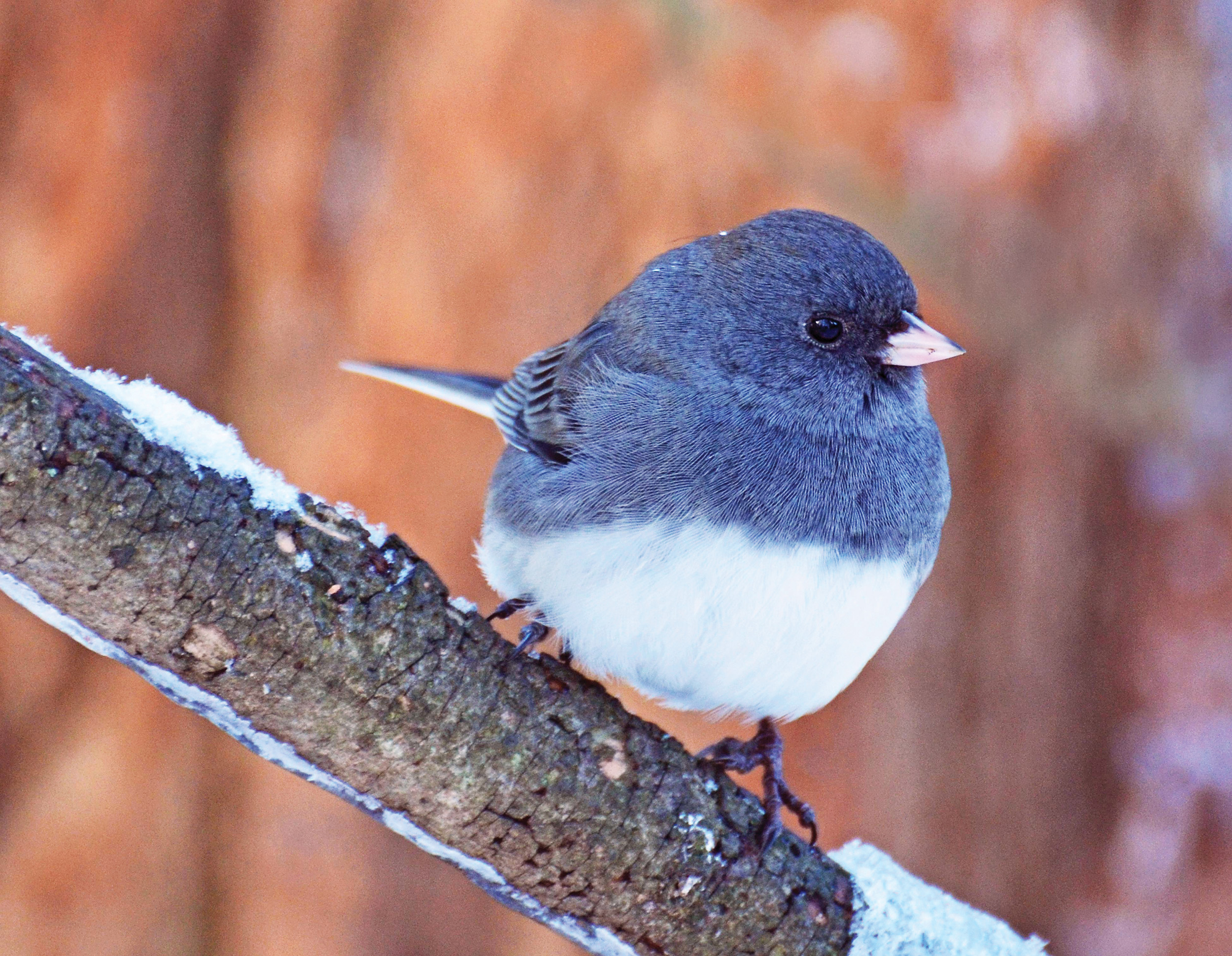 Winter Wildlife