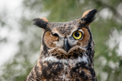 5 things you didn’t know about Great Horned Owls