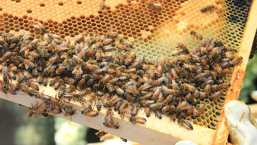 BeehiveInstallation