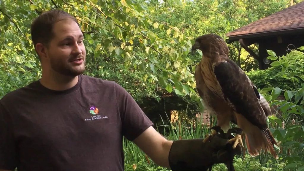 Red-tailed Hawk Info video