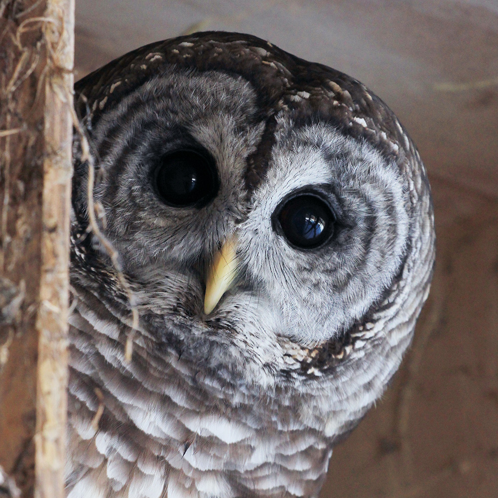 Barred Owl winter