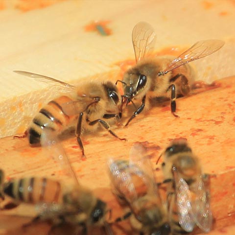 Honeybees in hive