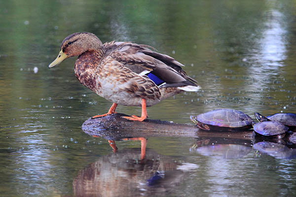 Mallard Duck and Turtles on a log