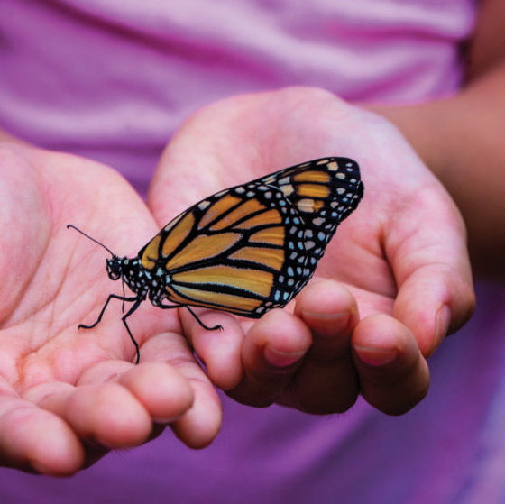 Monarch Butterfly in Hand