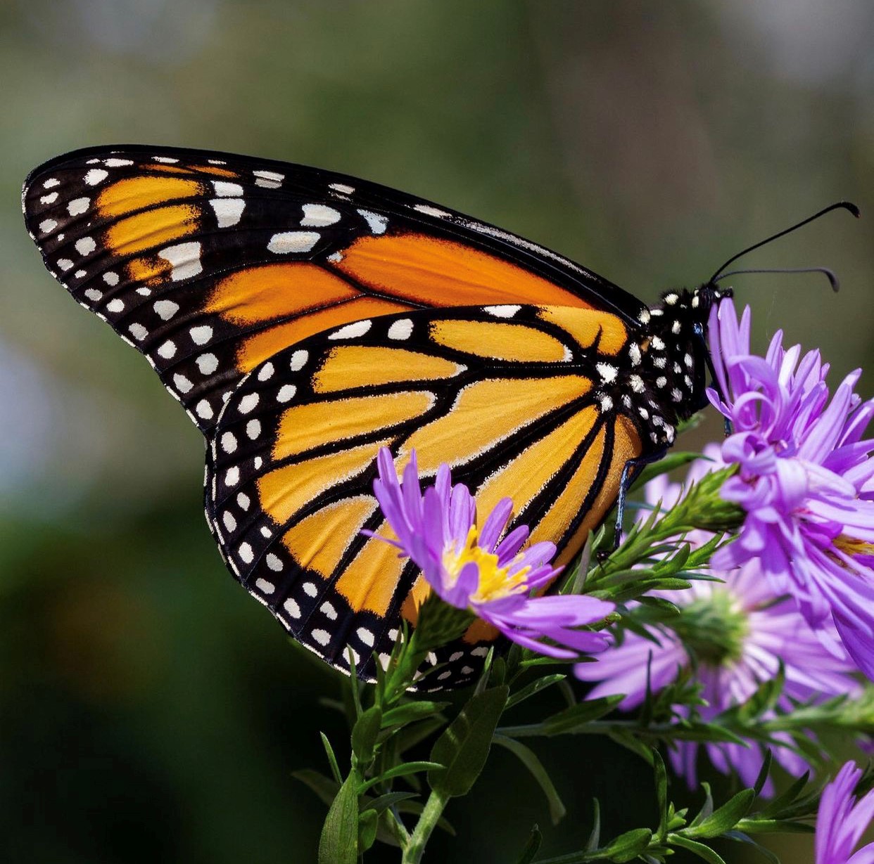 Fall Migrations to Observe this Season