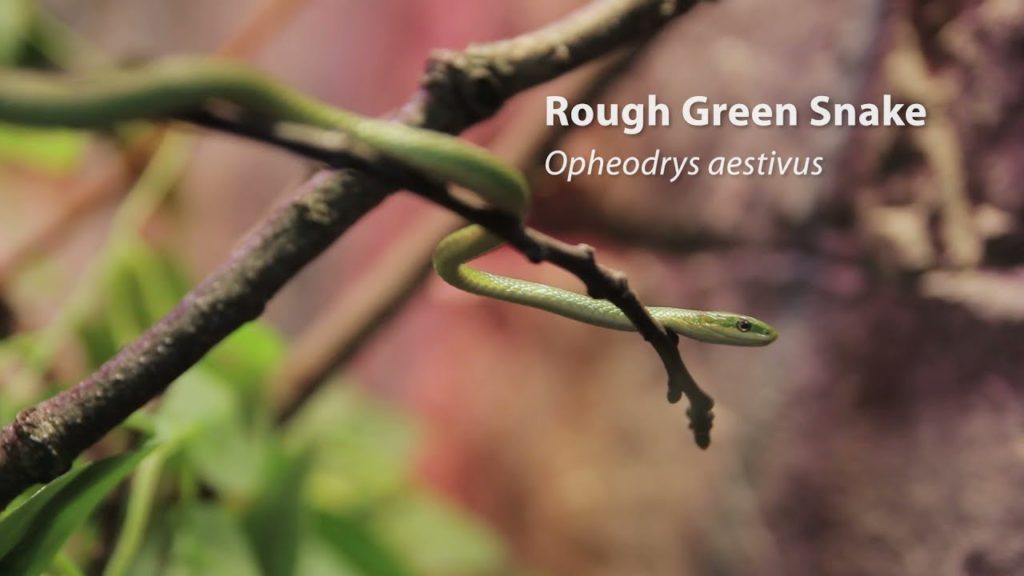 Rough Green Snakes video thumbnail