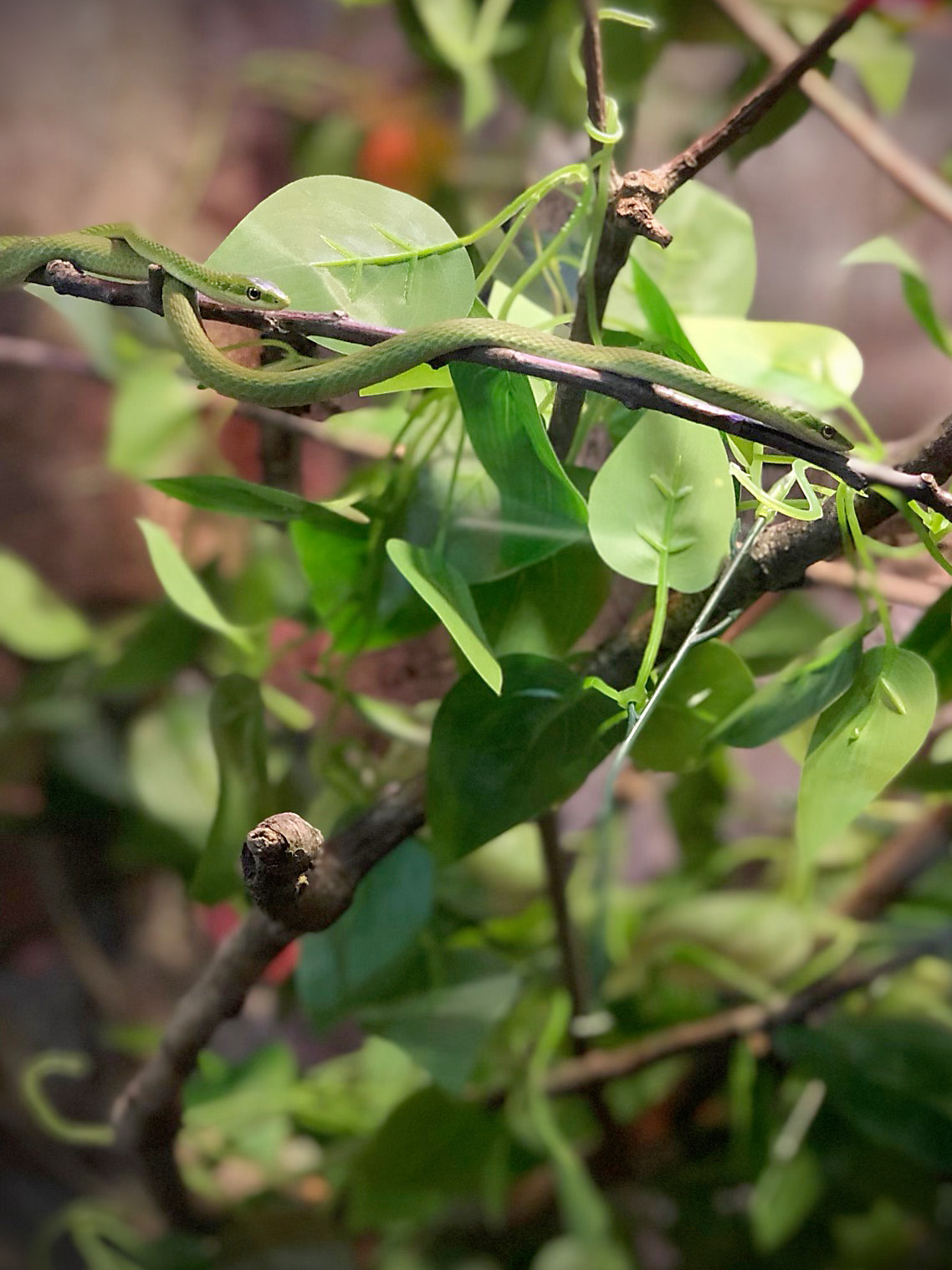 New exhibit features tree-dwelling master of camouflage