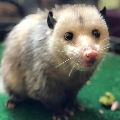 Virginia Opossum