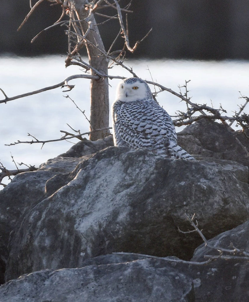 Snowy Owl