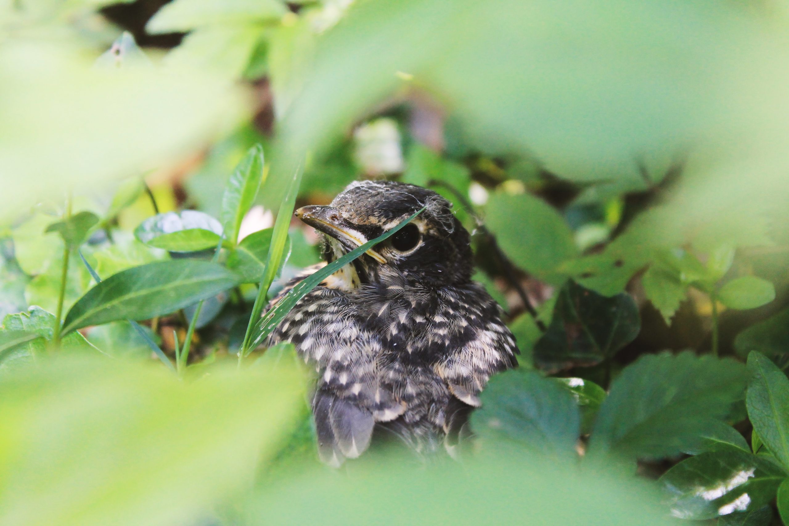 Your springtime guide to baby wildlife