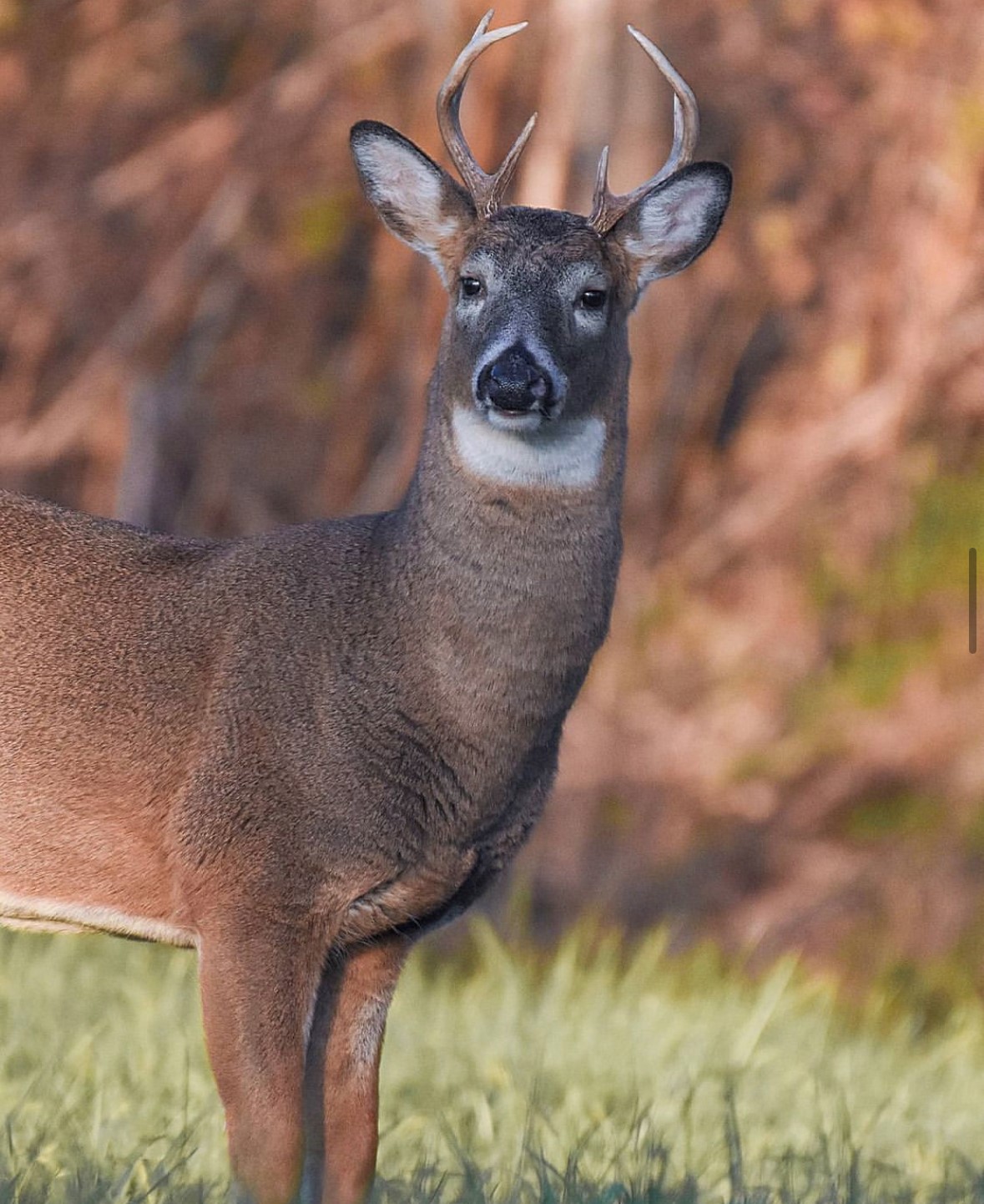 Drivers be alert, deer breeding season is here