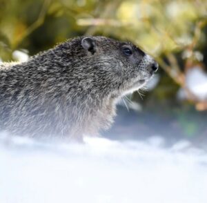 Groundhog in February jeffphotosclev