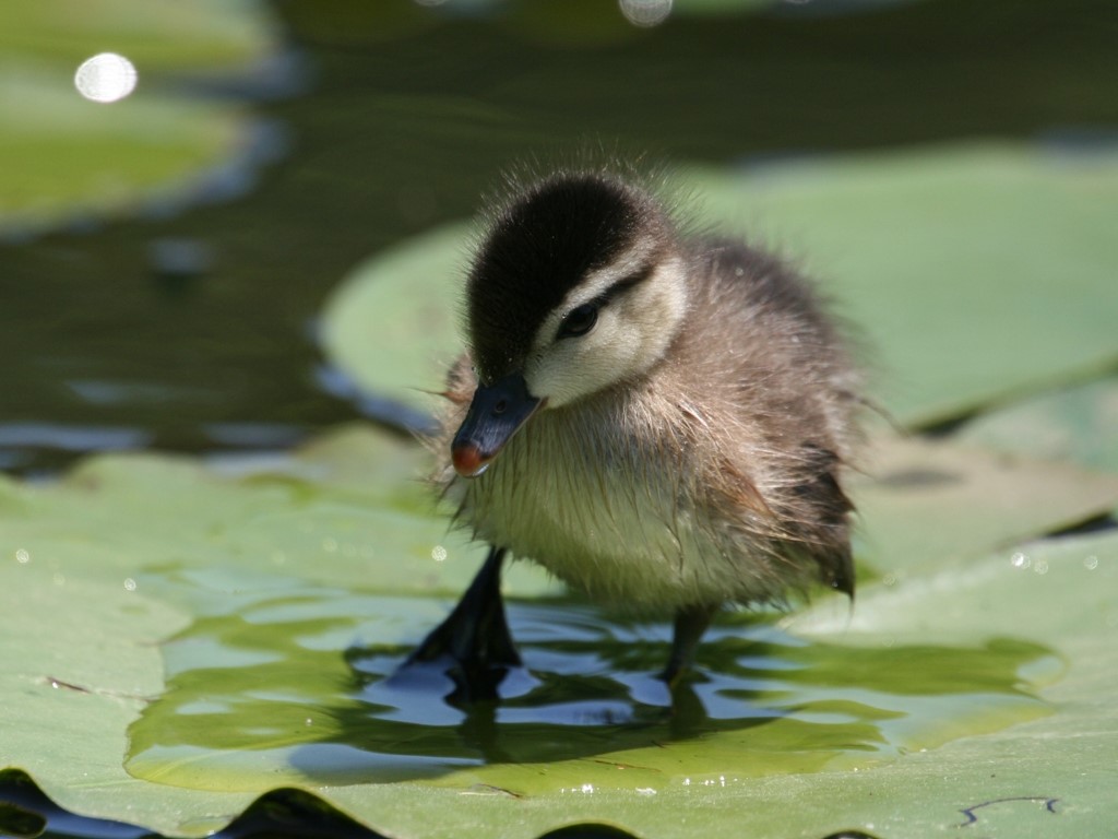 Duckling Wood Duck