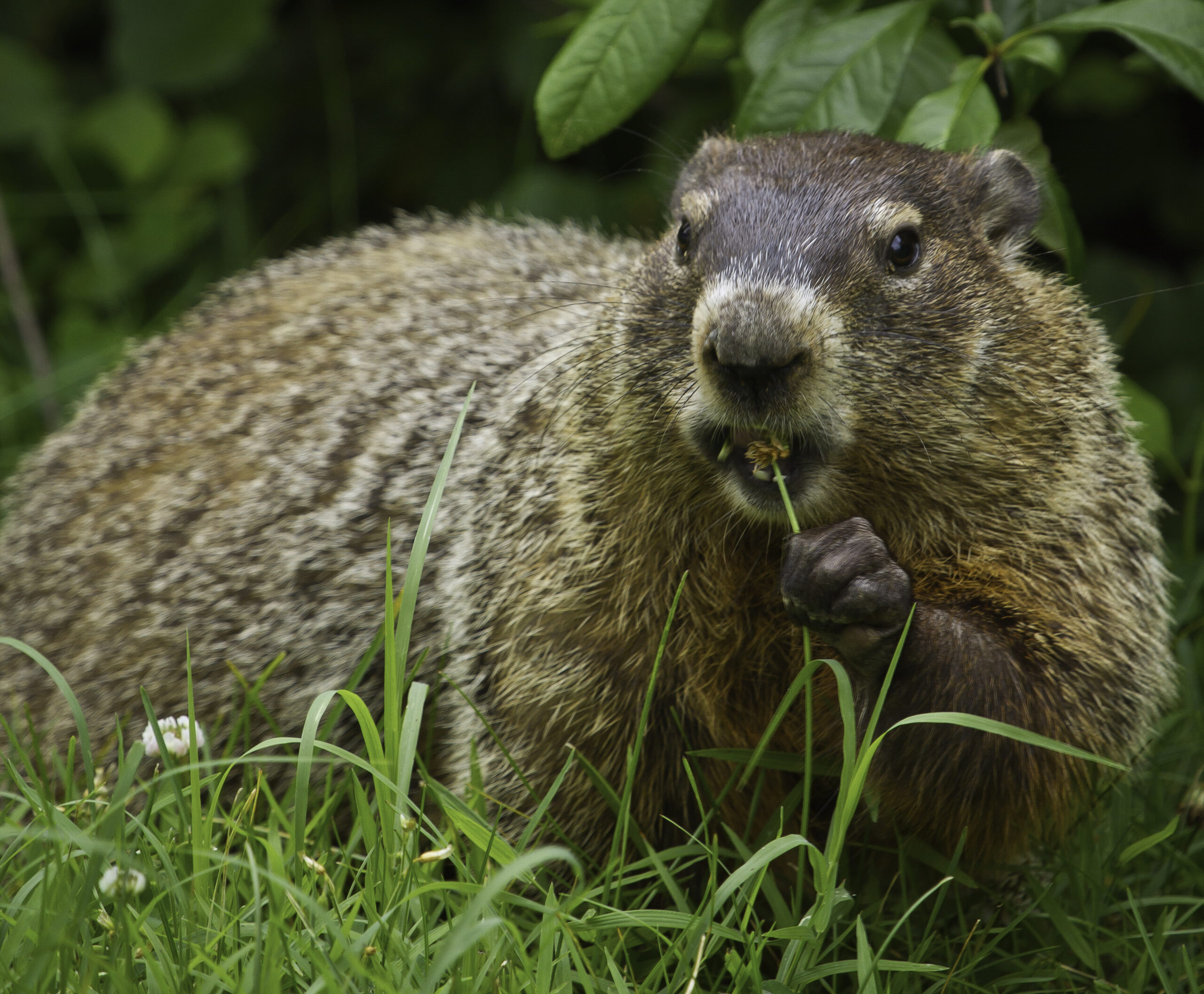 Coexisting with your wild neighbors