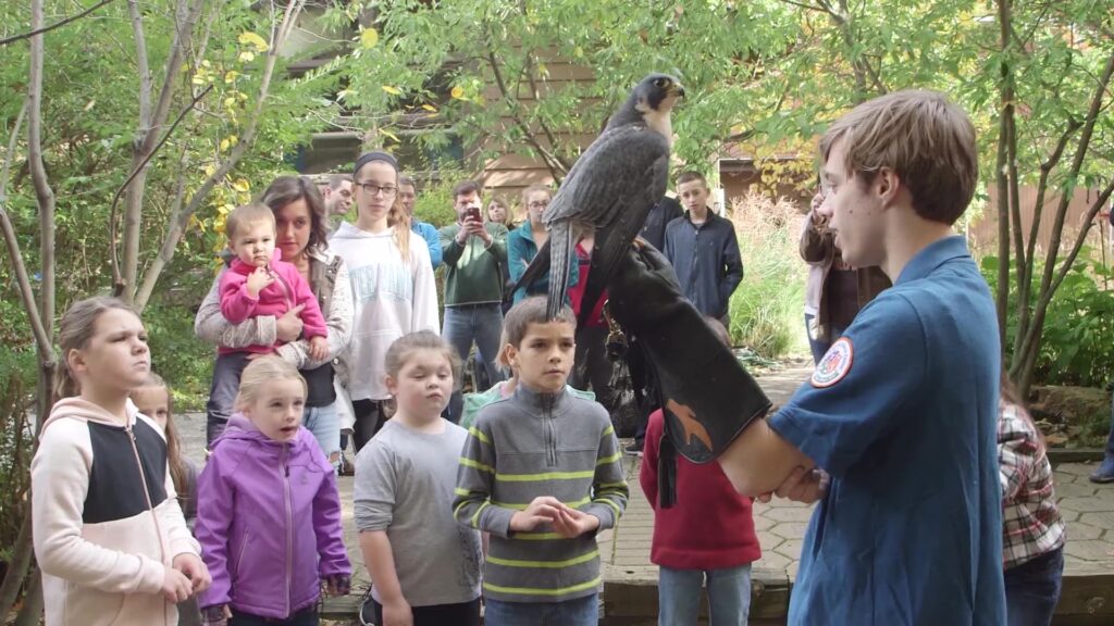 Peregrine falcon and children in Wildlife Gardens