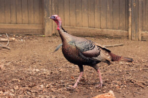 Turkey Photo