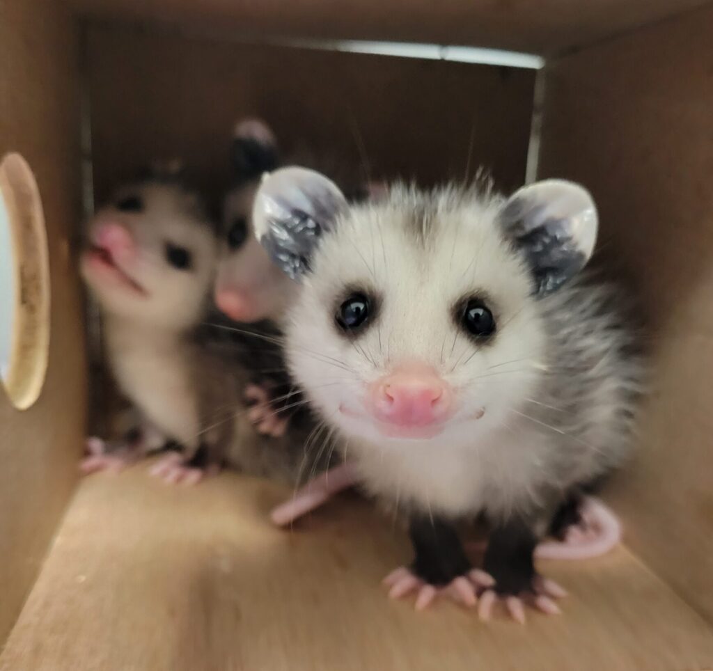 Virginia Opossum Babies 4 30 23