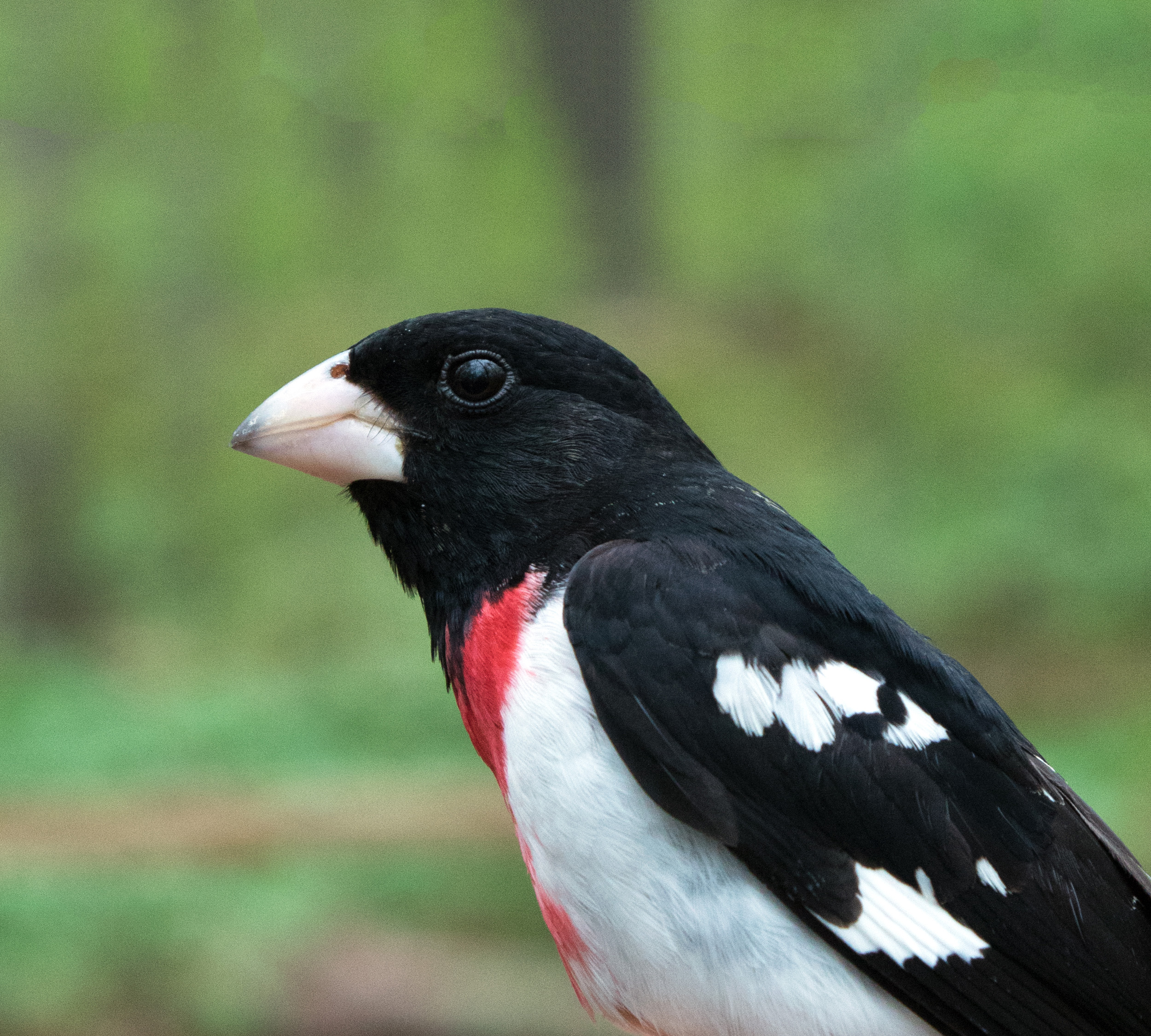Fall Migration: One of Nature’s Greatest Journeys