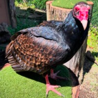 Turkey Vulture
