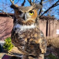 Great Horned Owl