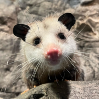 Virginia Opossum