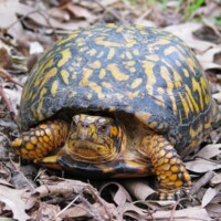 Eastern Box Turtles