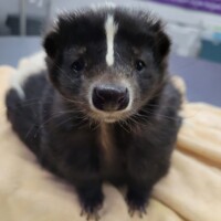 Striped Skunk