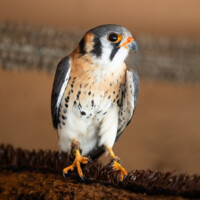 Aviary American Kestrel